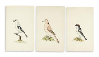 (BIRDS.) Continental School. Group of three ornithological drawings.